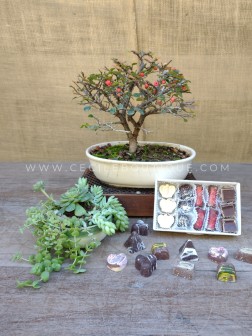 Bonsai, Jardín y Chocolates | Regalos Premium